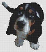 Basset Hound Puppy PDF