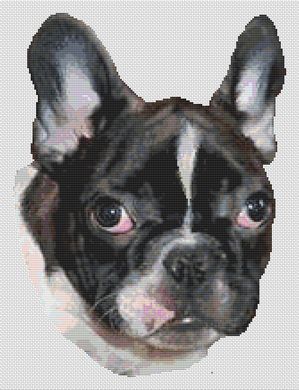 French Bulldog Puppy PDF