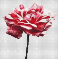 Pink Carnation PDF