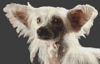 Chinese Crested PDF