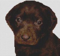 Chocolate Labrador Puppy PDF