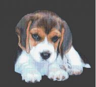Beagle Puppy PDF