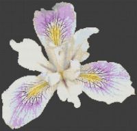 Beautiful Iris PDF