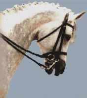 Dressage Horse PDF
