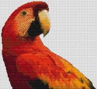 Red Macaw PDF