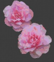 Pink Camellia PDF