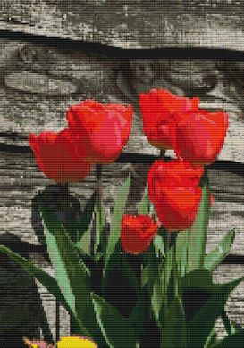 Red Tulips PDF