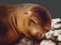 Sleeping Sea Lion PDF