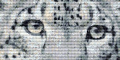 Eyes of a Snow Leopard PDF