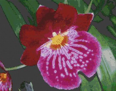 Red Orchid PDF