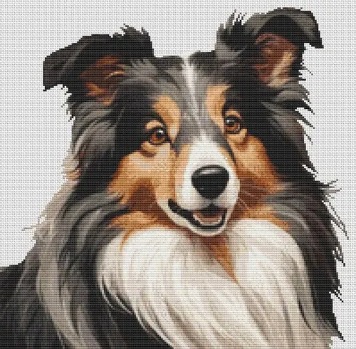 Tri-color Sheltie