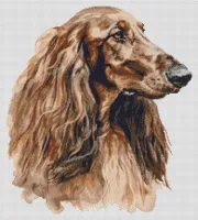 Afghan Hound