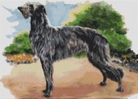 Scottish Deerhound PDF