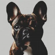 Brindle French Bulldog 2