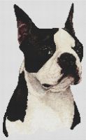 Boston Terrier - Black and White PDF