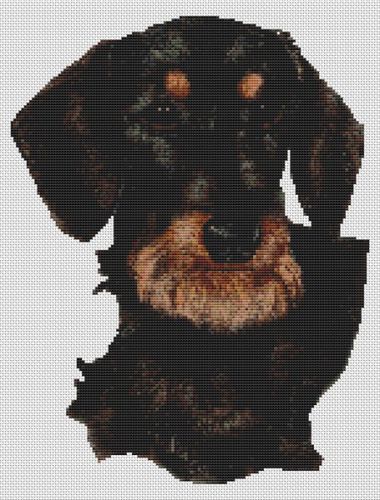 Black and Tan Wirehair Dachshund PDF