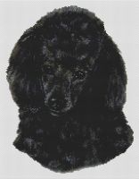 Black Poodle PDF