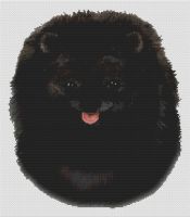 Black Pomeranian PDF