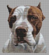 American Pit Bull Terrier PDF