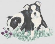 Boston Terrier Puppies PDF