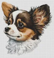 Longhaired Chihuahua Portrait