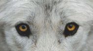 Through the Eye - Grey Wolf PDF