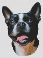 Boston Terrier Smile PDF