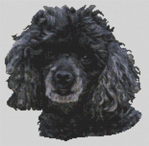 Black Miniature Poodle PDF
