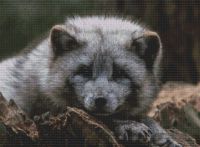 Grey Arctic Fox PDF
