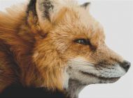Red Fox PDF