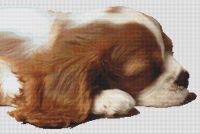 Sleepy Cavalier Pup PDF