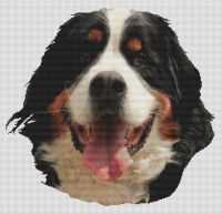 Bernese Mountain Dog PDF