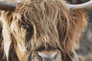 Scottish Highland Cow PDF
