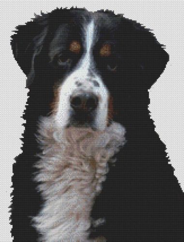 Bernese Mountain Dog 2 PDF
