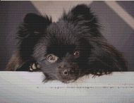 Spike - Black Pomeranian PDF