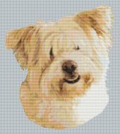 Wheaten Glen of Imaal Terrier PDF