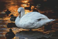 Sunset Swan