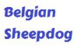 Belgian Sheepdog